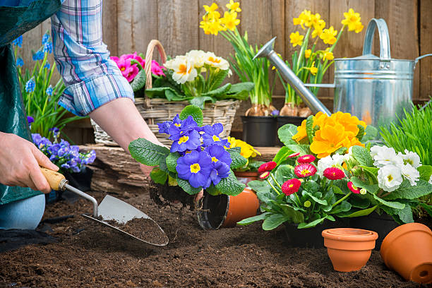  Encourages Routine: Regular gardening habits help build routine, which is especially helpful for people coping with depression or anxiety. Predictable activities can create emotional stability.