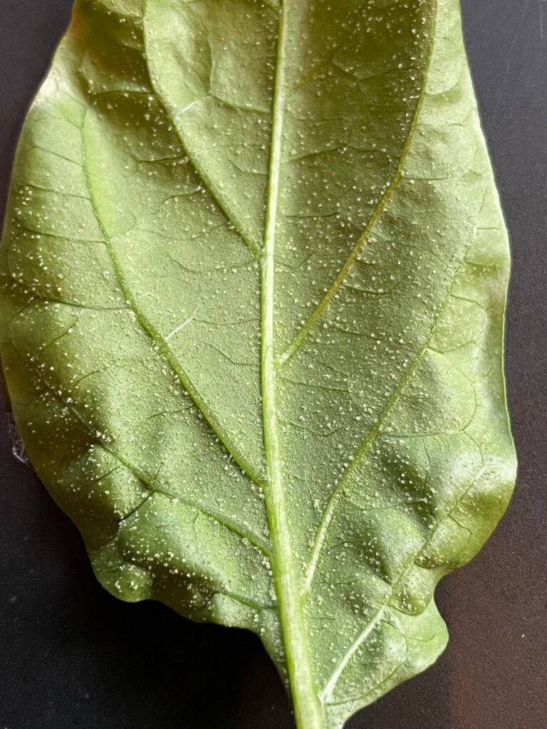 My Chili is losing its flowers and I found this stuff und the undersides of some leaves. Microscope pics included. Pls help, what is this?