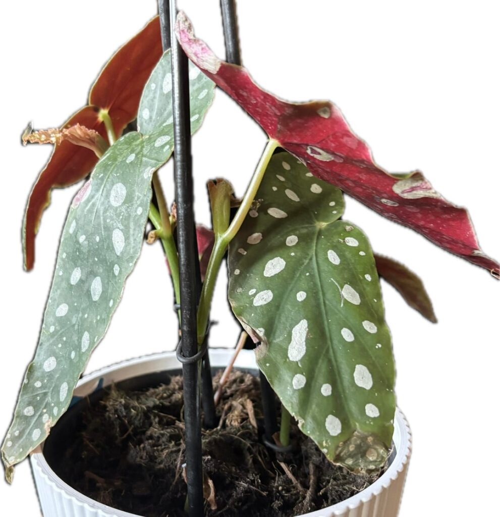 04/27/25 -> 11/07/25