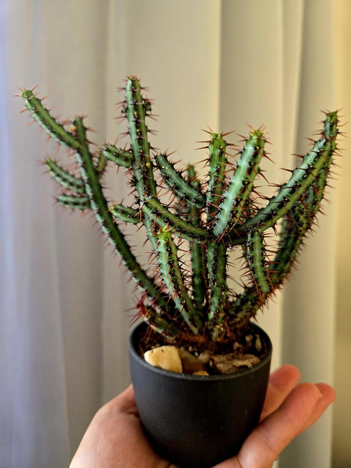 It never stops growing 😍