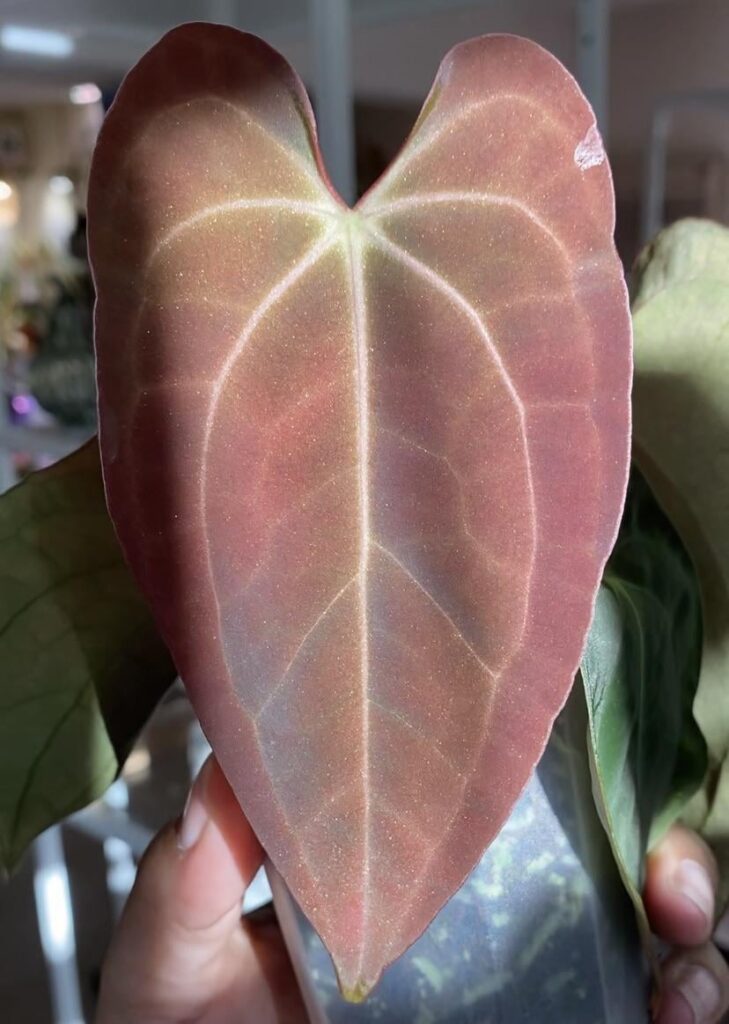 Raspberry NOID X Guna Yala x Voldemort emergent