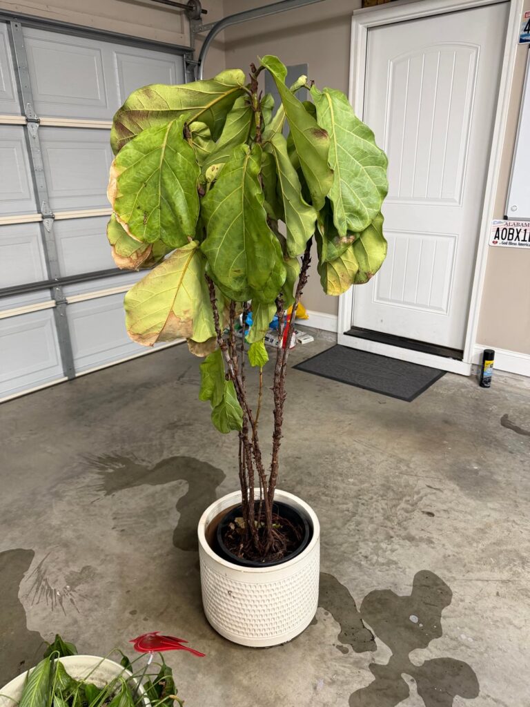 Gifted a dying FLF Gifted a dying FLF
