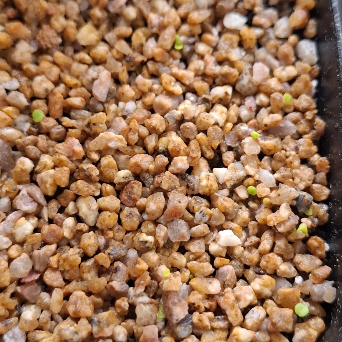 Getting better at this lithops business