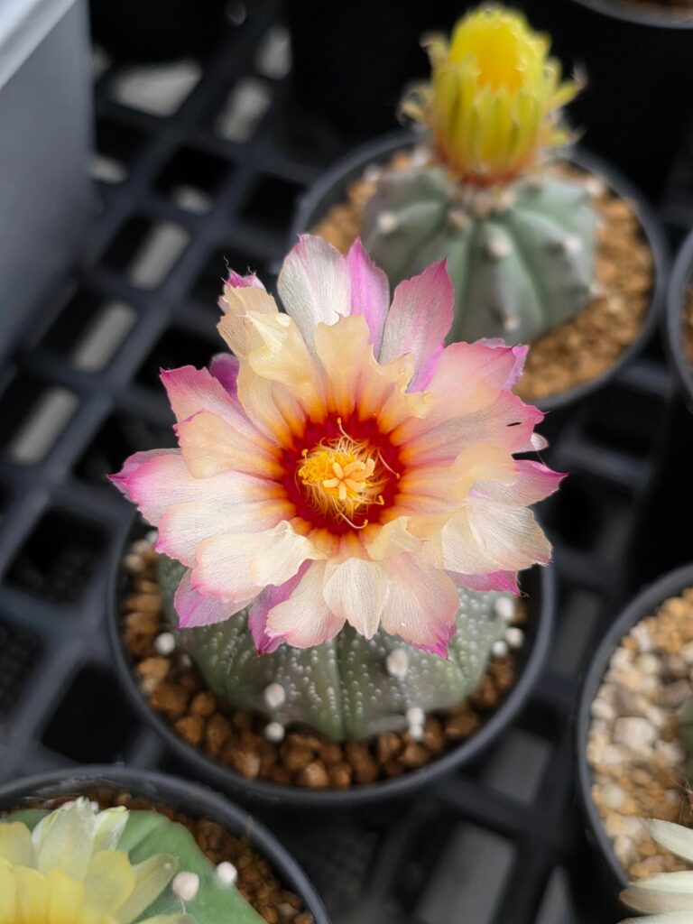 My Prettiest Astrophytum Blooms!