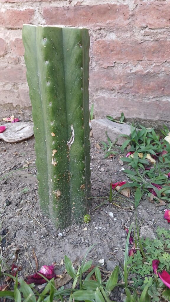 I didn't expect this. Pup growing g from the bottom. Should I keep it?