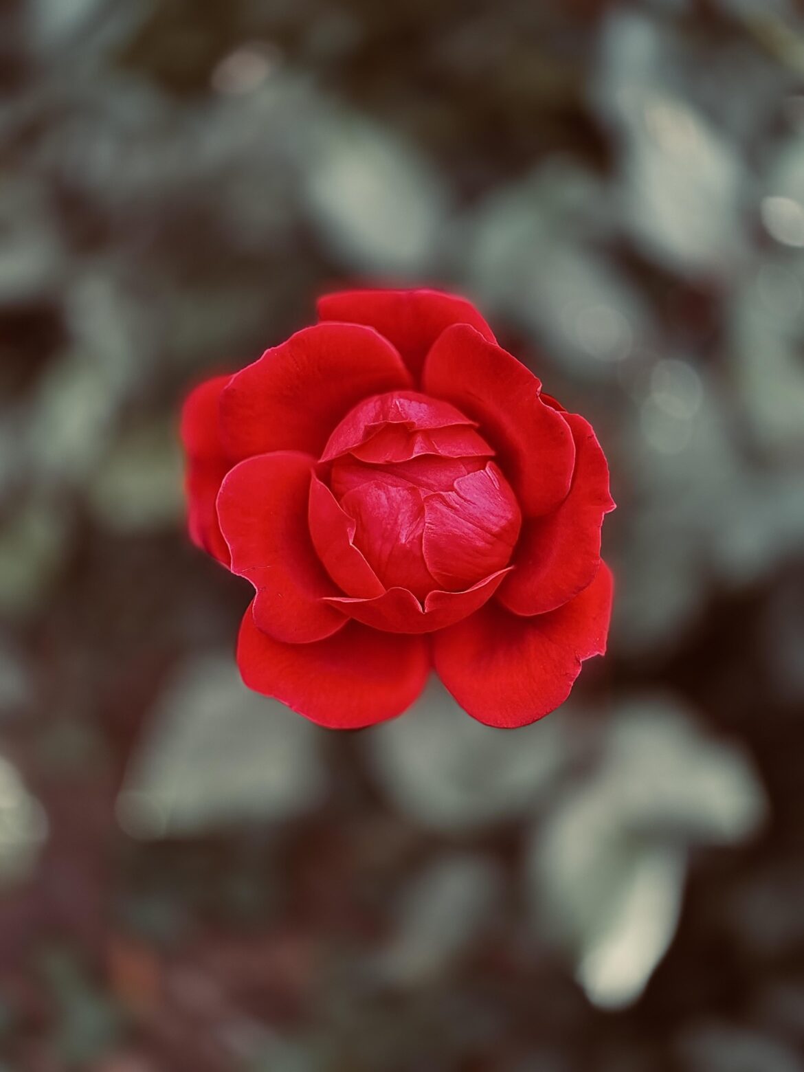 What is watered will bloom