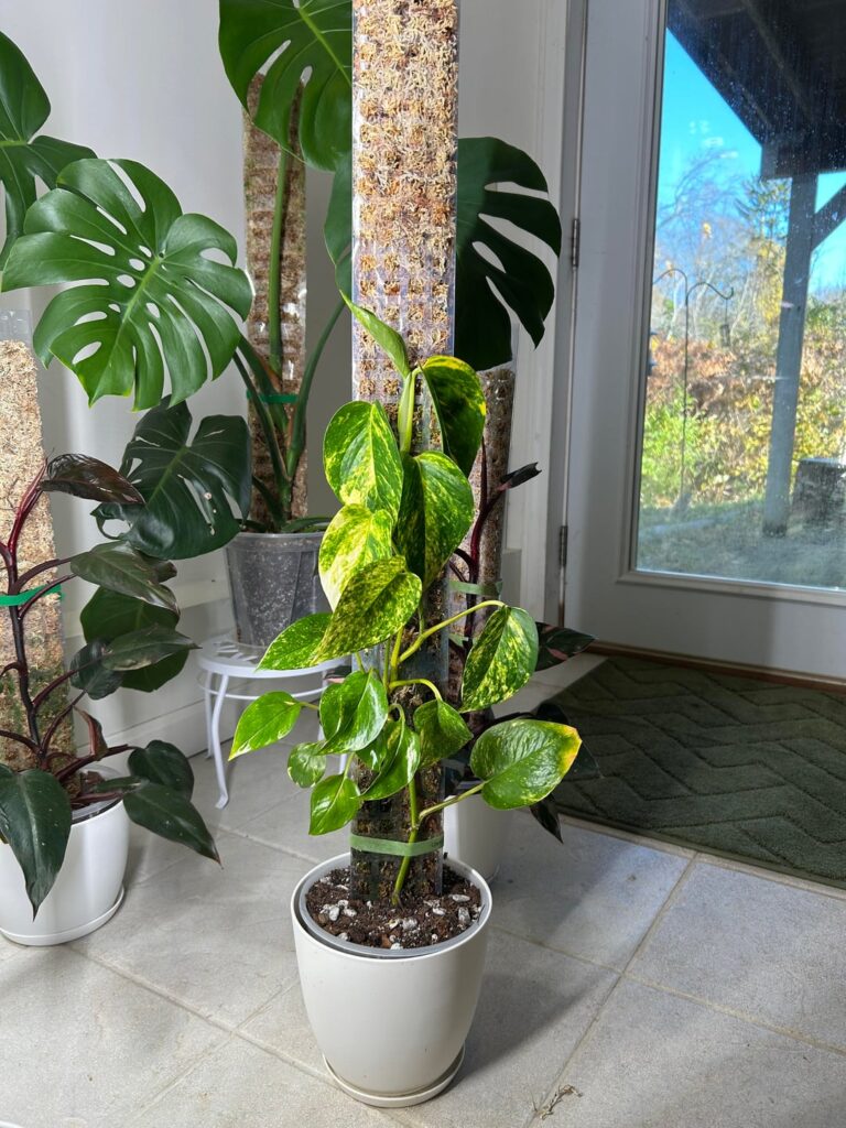 I need a moss pole mentor! I need a moss pole mentor!