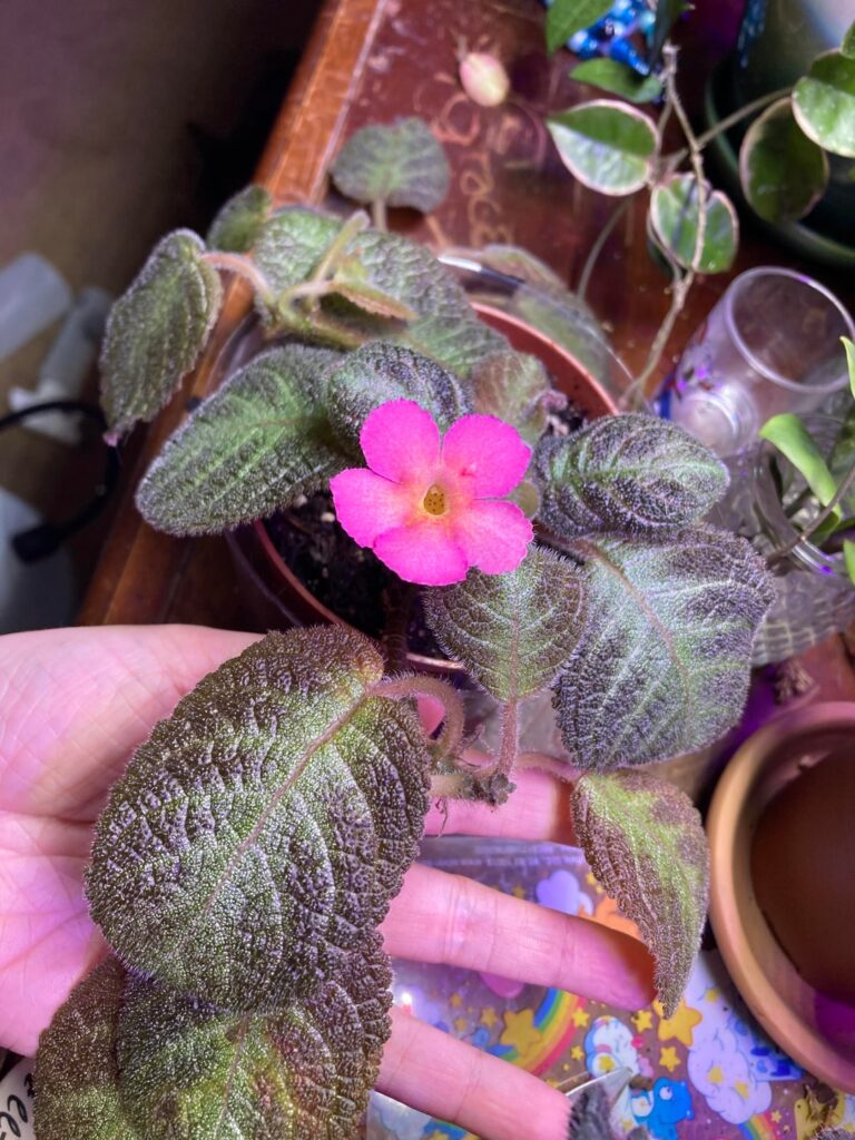 episcia pink panther  first bloom. 🥹😍