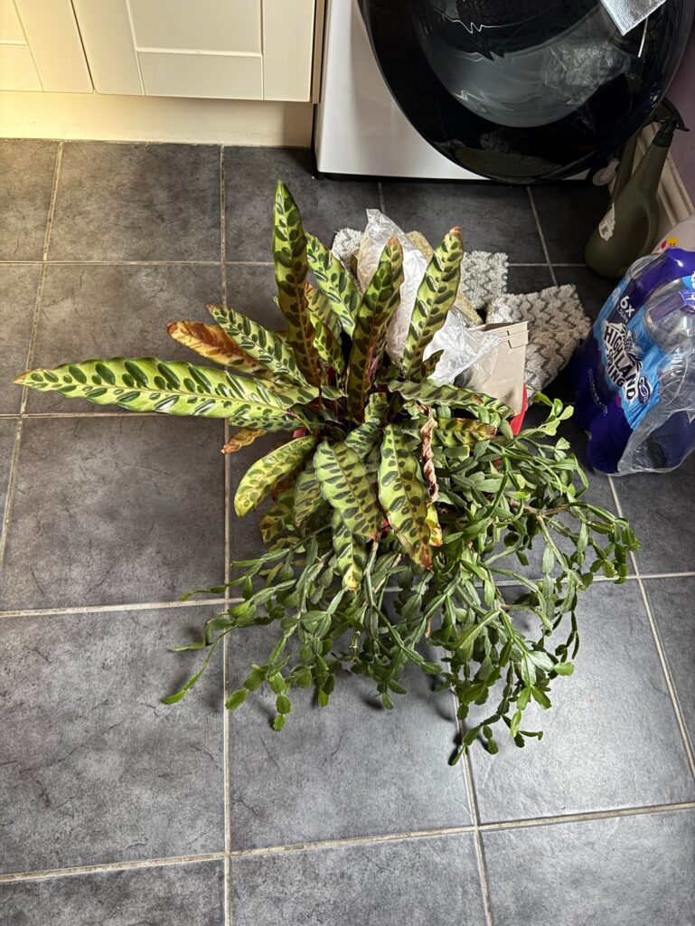 I’ve got some plants from my friend’s friend. So happy!