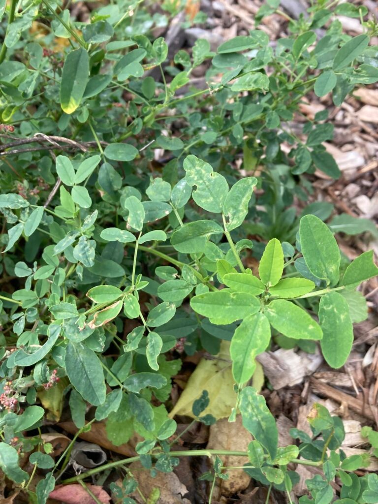 Can someone id this? Brooklyn Zone 7B