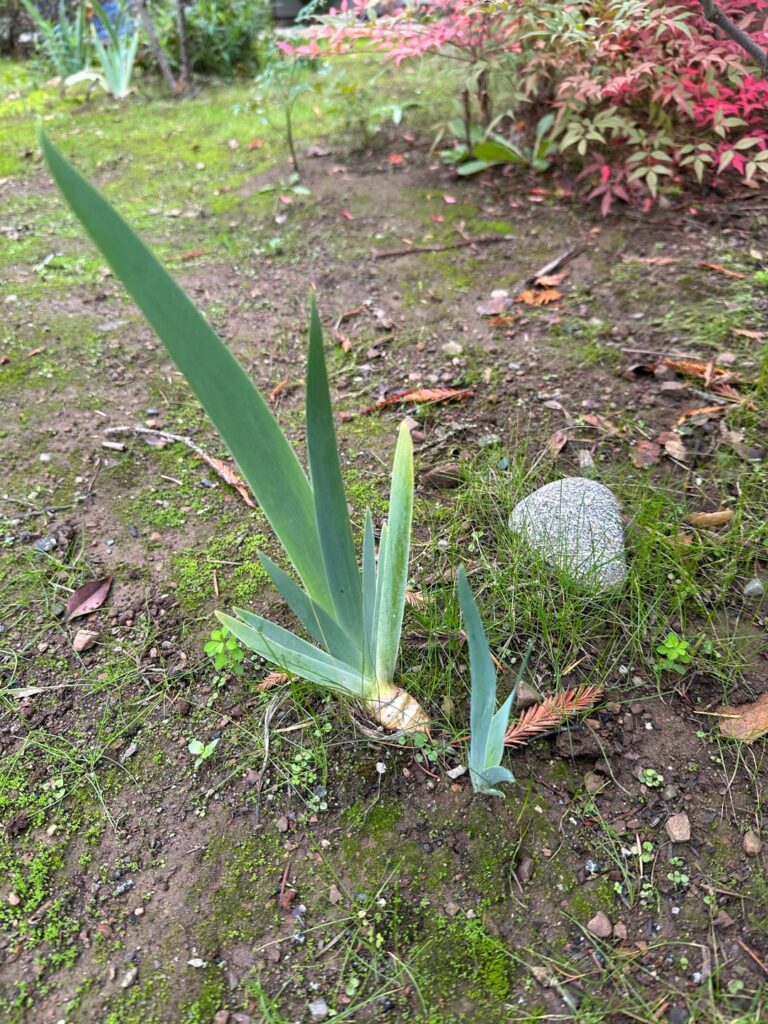 These have been growing in my yard and haven’t bloomed once in the last 1 1/2 years. They maintain their leaves like this year round. I live in CA. What are they?