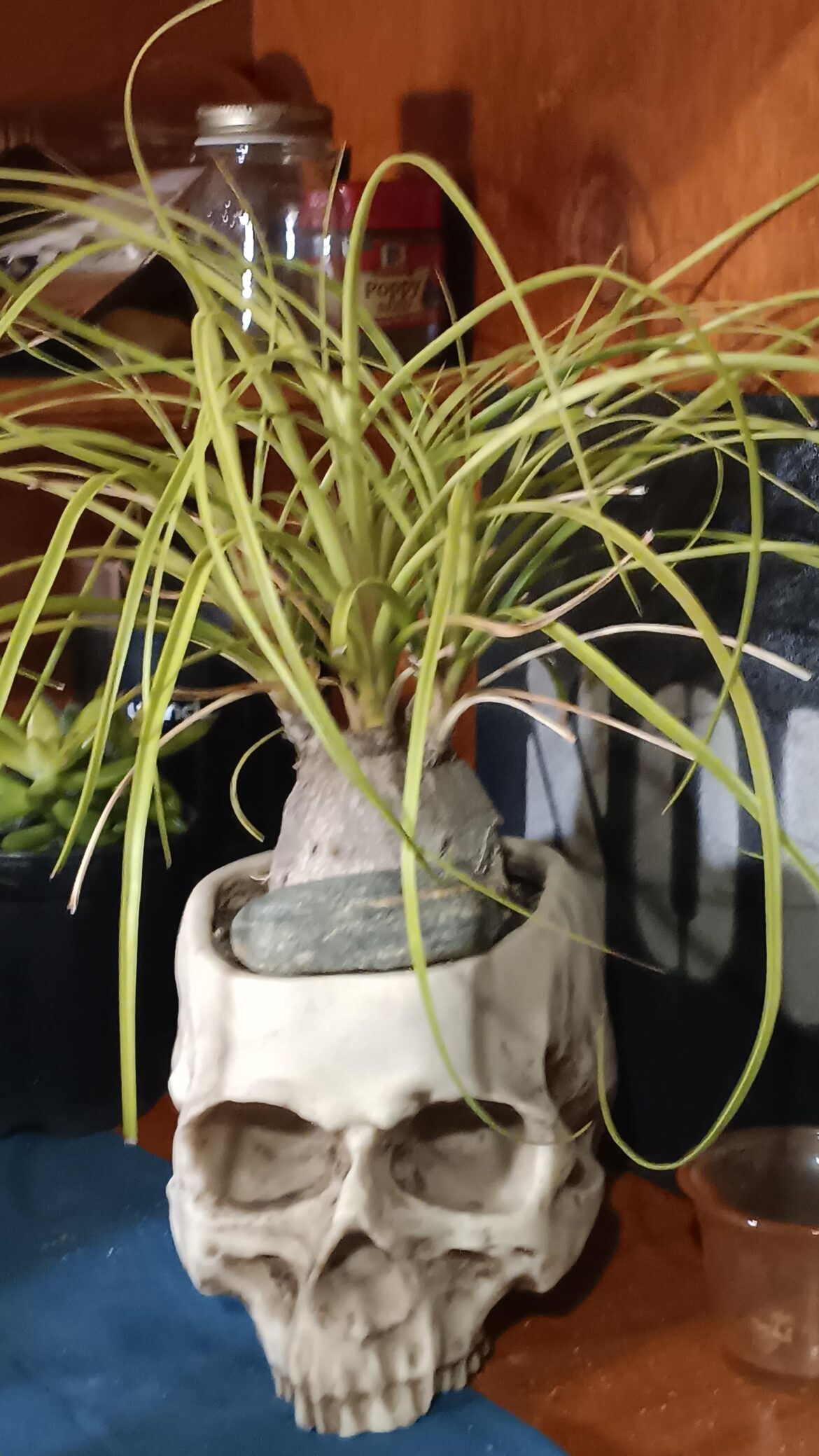 Can someone please help me to id this?