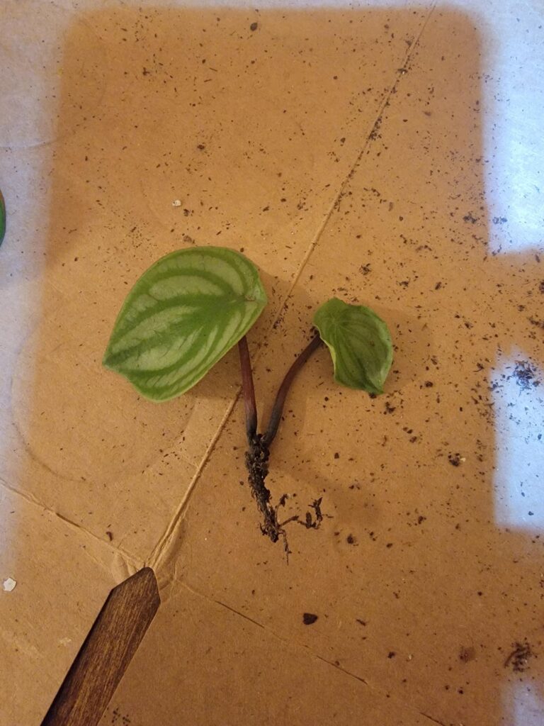Is this worth repotting? Or cut losses and propogate leaves?