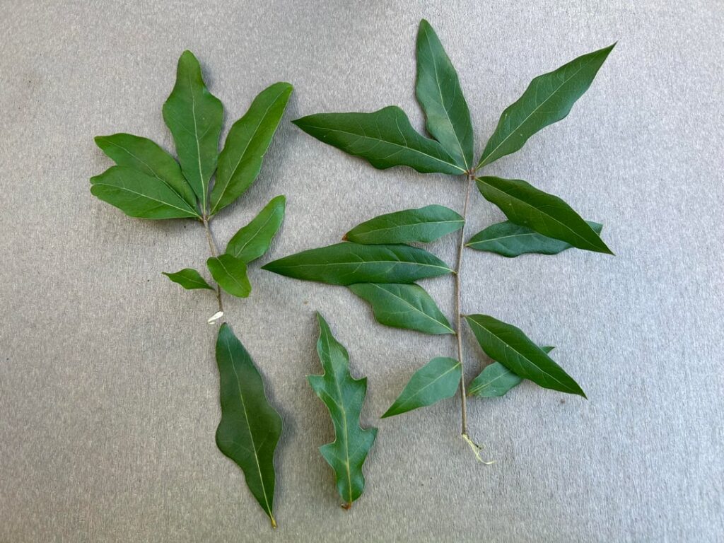 Tree that has me stumped. Houston zoo.