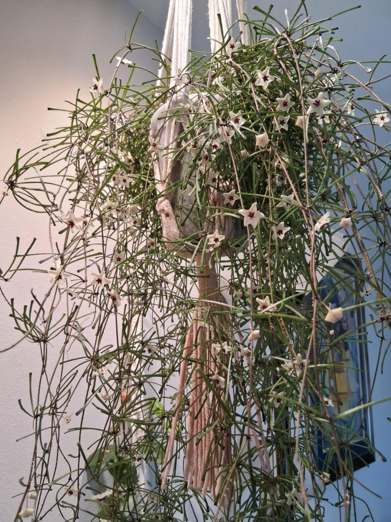 Just admiring Retusa and how much shes grown again