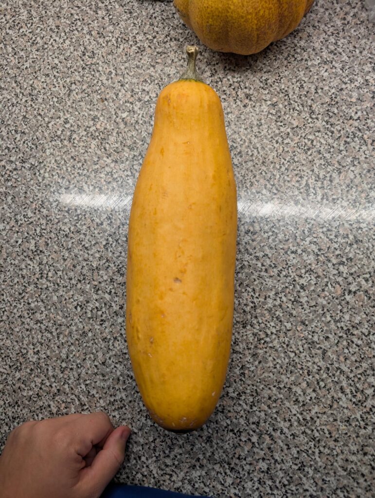 What is this Squash? What is this Squash?