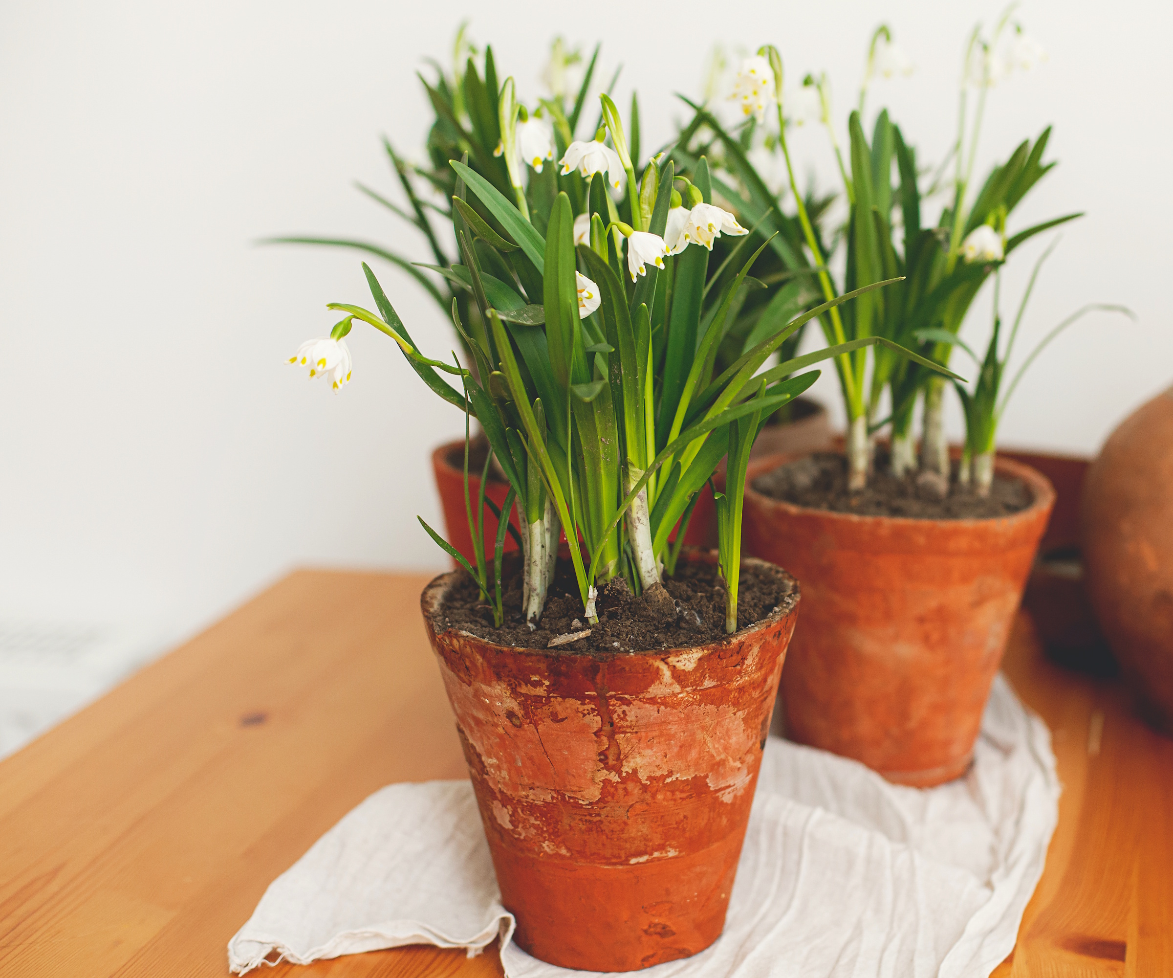 Leucojum indoors