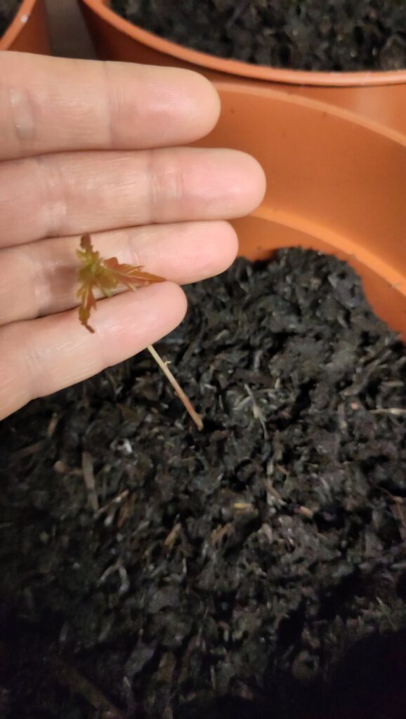 Brown tinge to oak shoots....