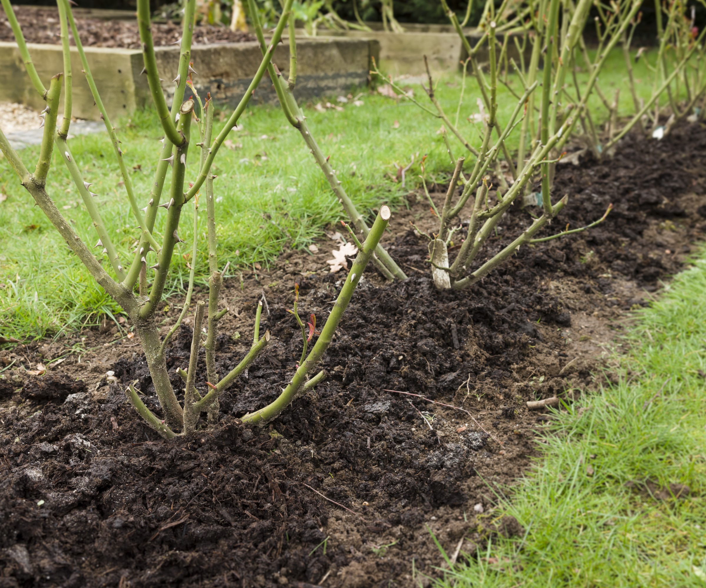Mulching roses in winter with organic matter