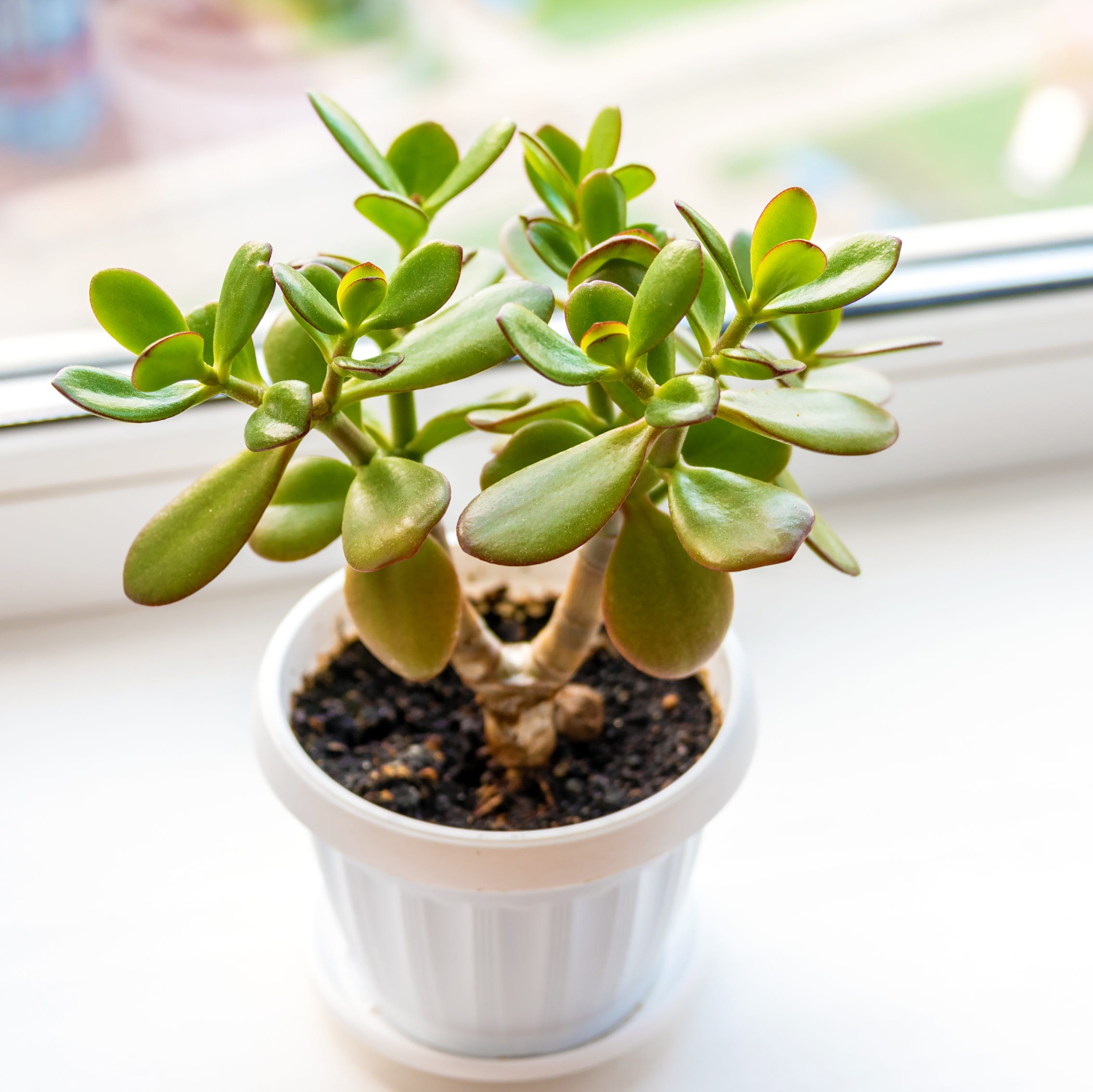 best plants for bedroom jade plant