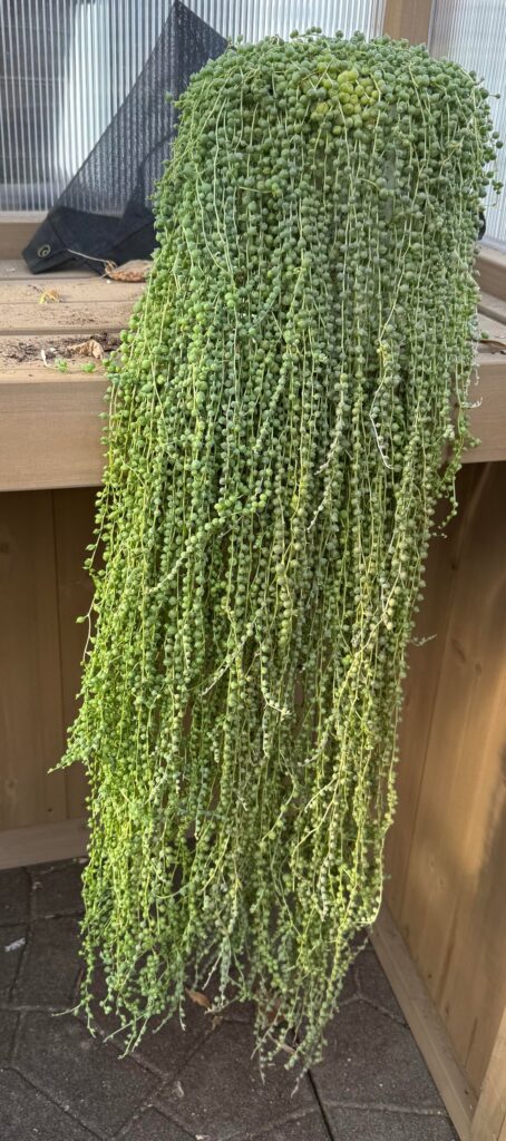 My pride and joy (shh don’t tell the other plants. Or my kids.)