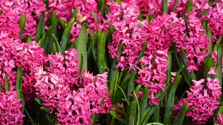 Hot pink hyacinths blooming in garden