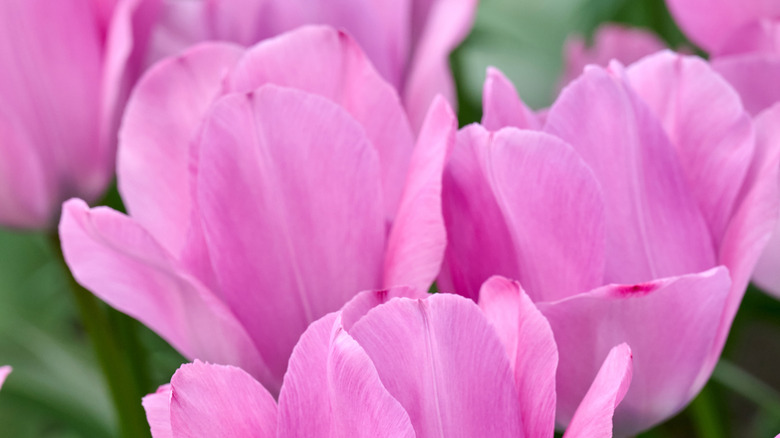 'Janis Joplin' tulips blooming in spring