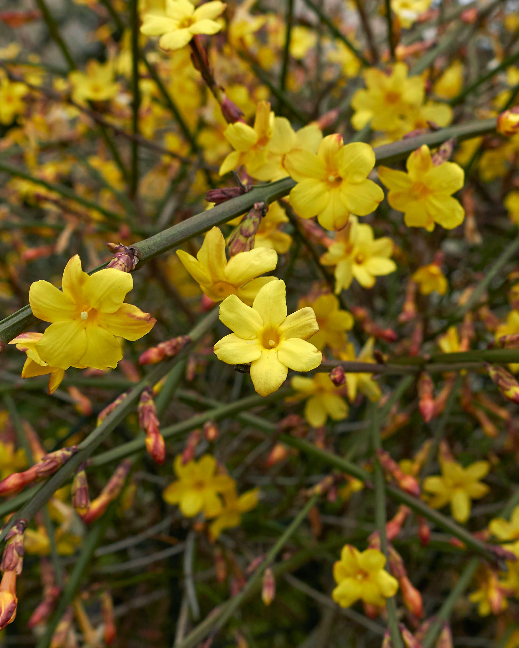 jasminum nudiflorum flowers