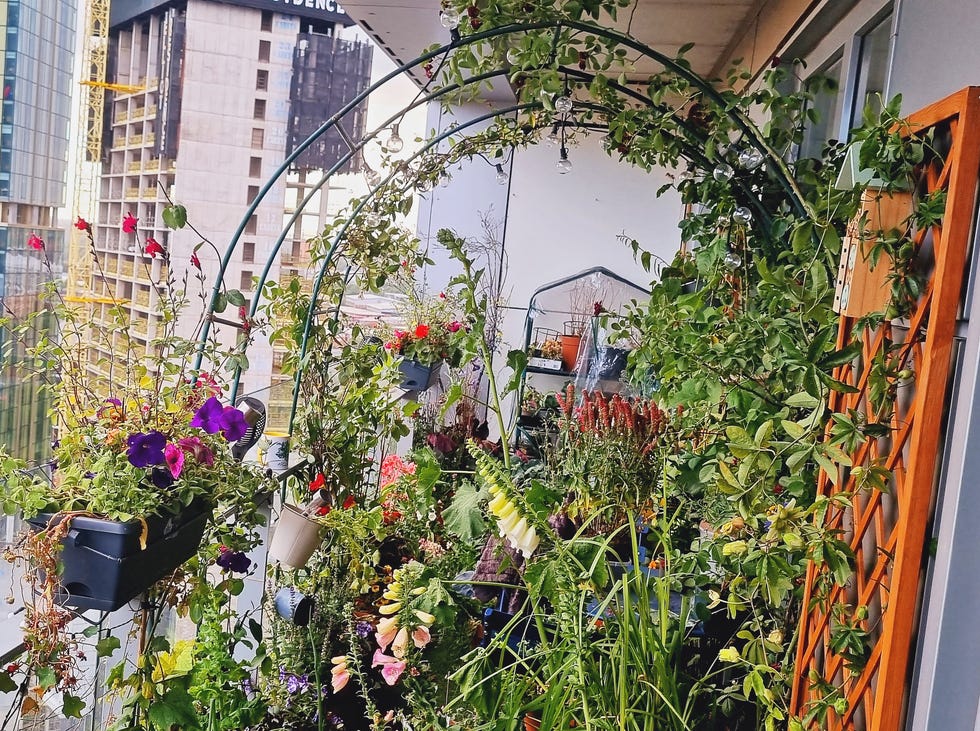 a high rise balcony garden