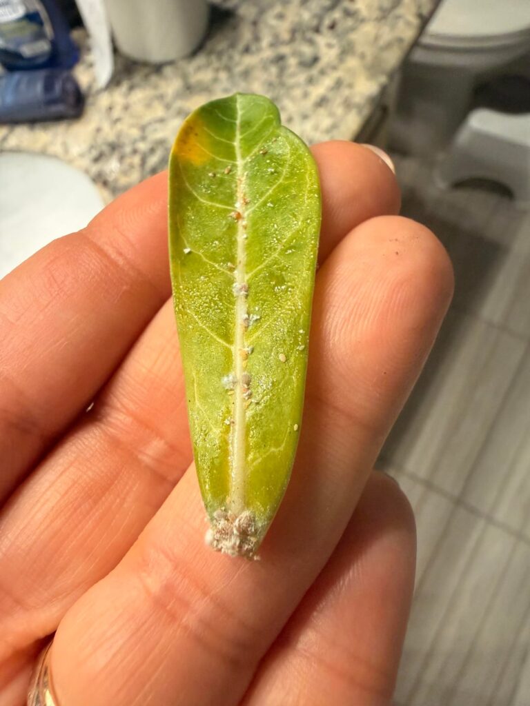 What the heck is this?