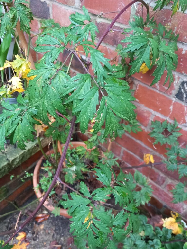 Blackberry not fruiting