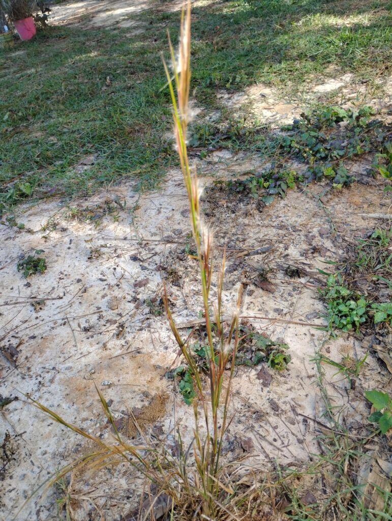 The rare Florida Bluestem