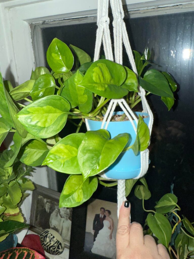 Lady Lizard and Green Global