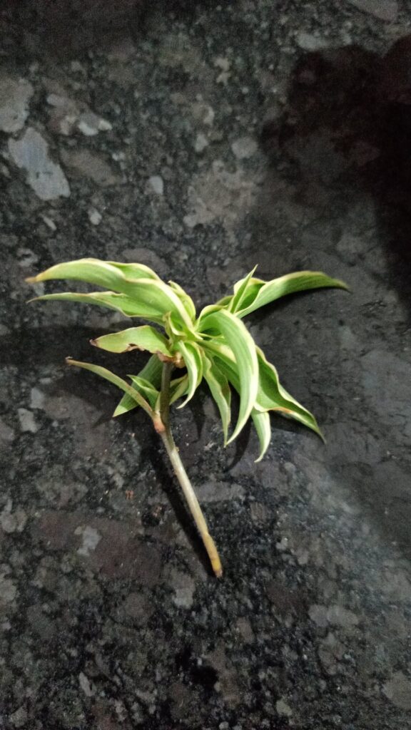 Can these root?