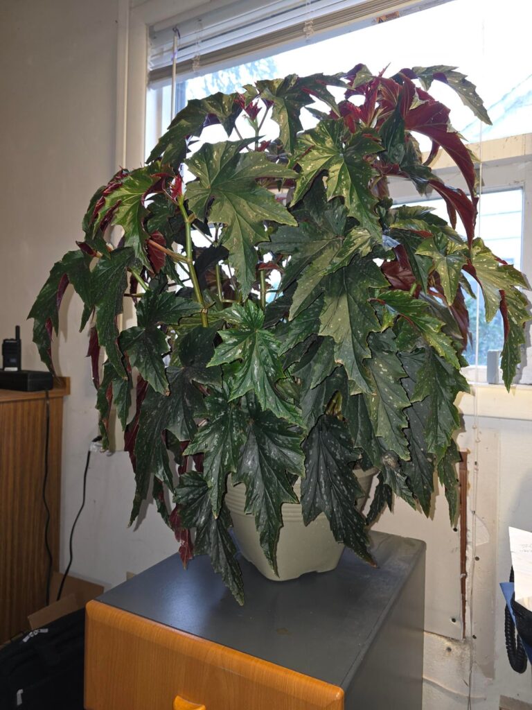 I was gifted this beauty today.