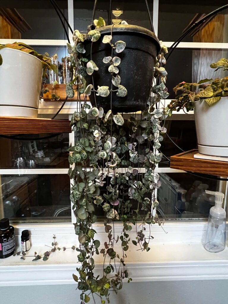 Thin leaves