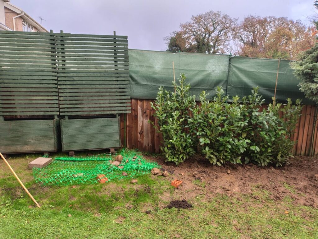 Cherry Laurel opinion – how bad really? Cherry Laurel opinion - how bad really?