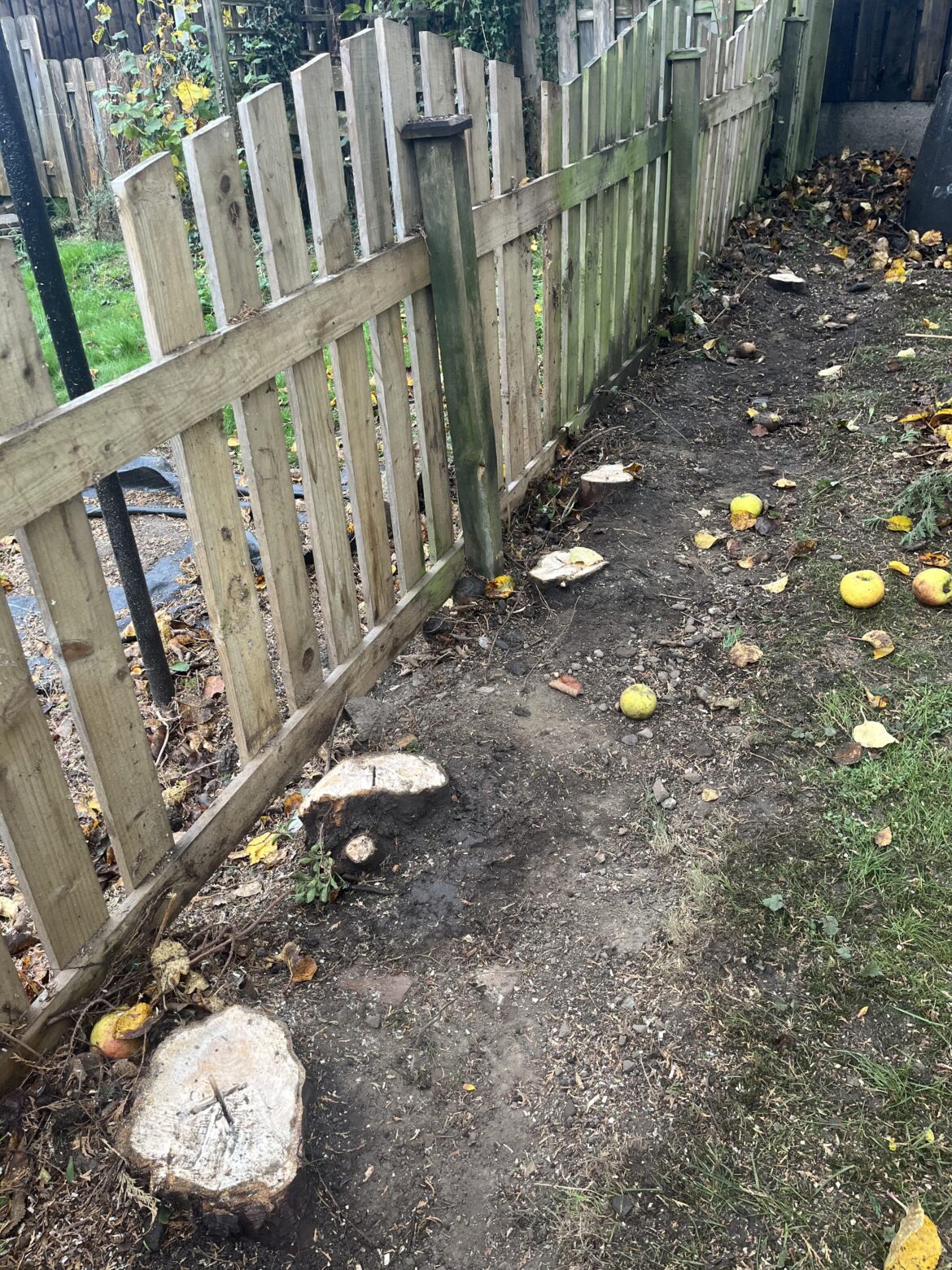 What to do with conifer stumps What to do with conifer stumps