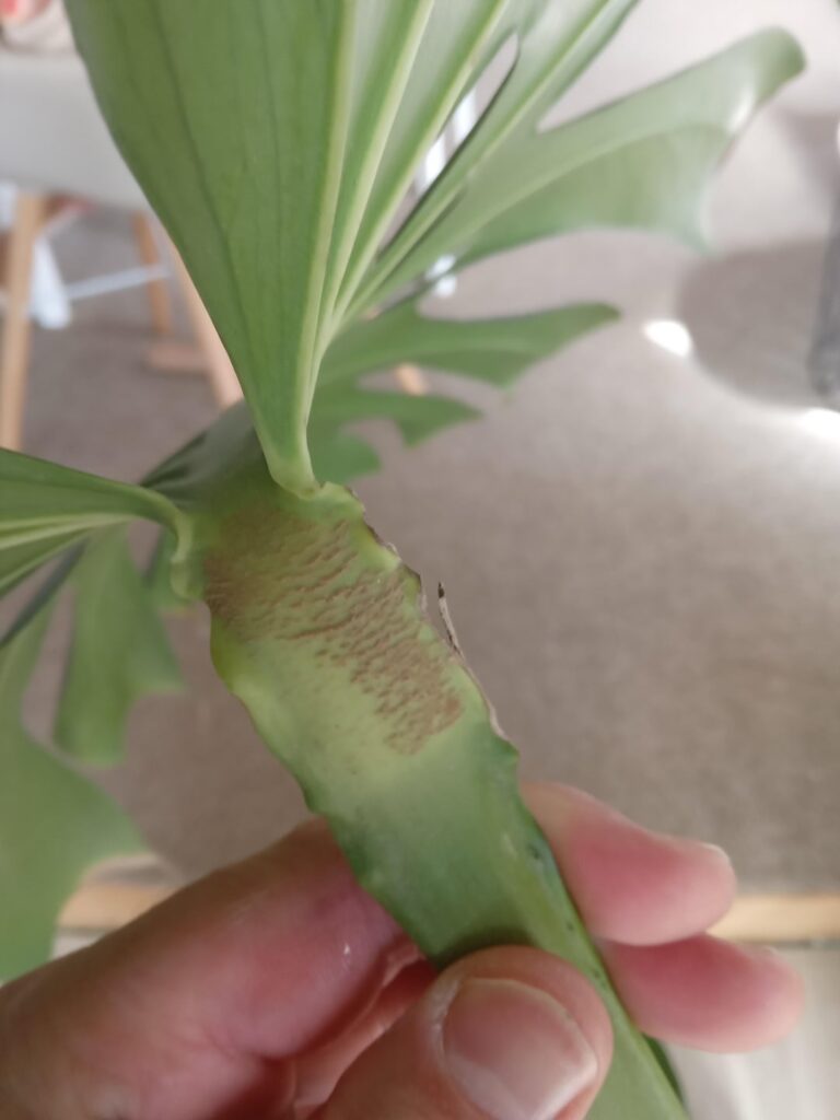 What is this? Found at the top stem by the leaf.