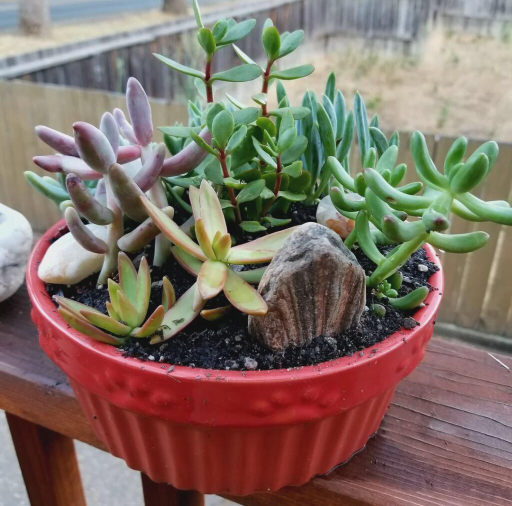 I made a memorial succulent garden after my dog passed away recently, using her old dish