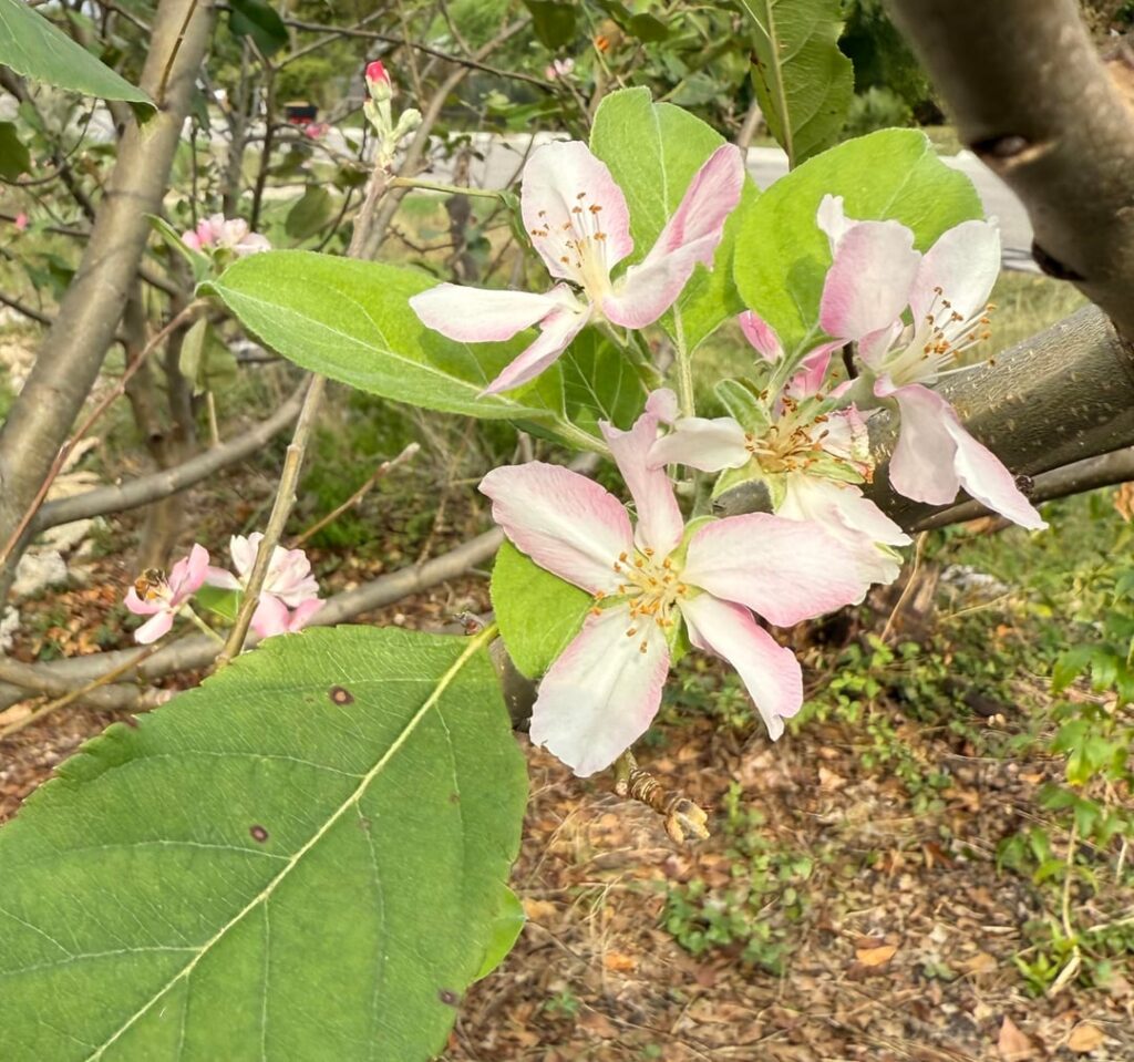 Looks like I won’t get apples next year 😭