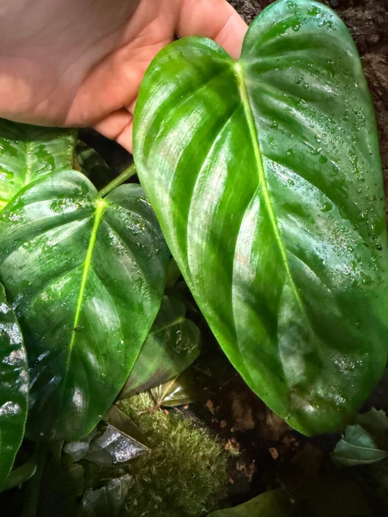 Is this philodendron esmeraldense?