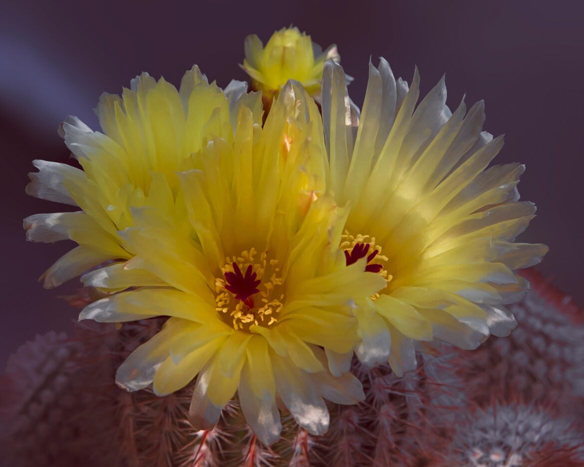 💛Yellow cactus flowers on a red spined cactus💛