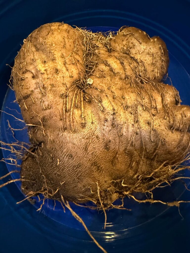 I was given some ube bulbils at a swap meet. This is what grew. Is this ube (Dioscorea alata) or is this air potato (Dioscorea bulbifera)? I don’t want to cook this and it be toxic. 9b Florida