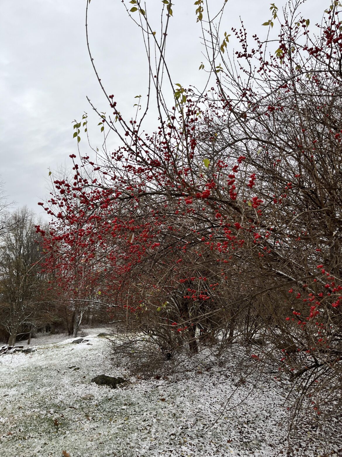 The native garden provides