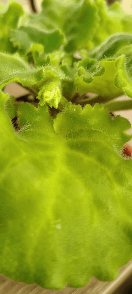 My first AV flower
