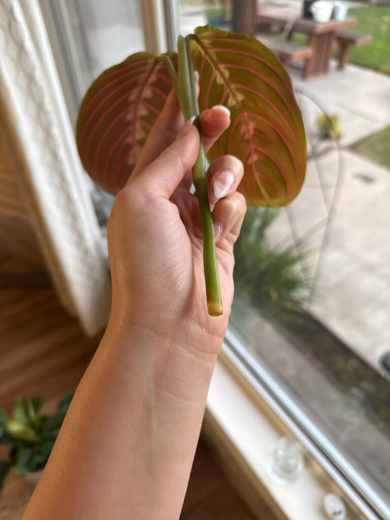 Help propagating prayer plant