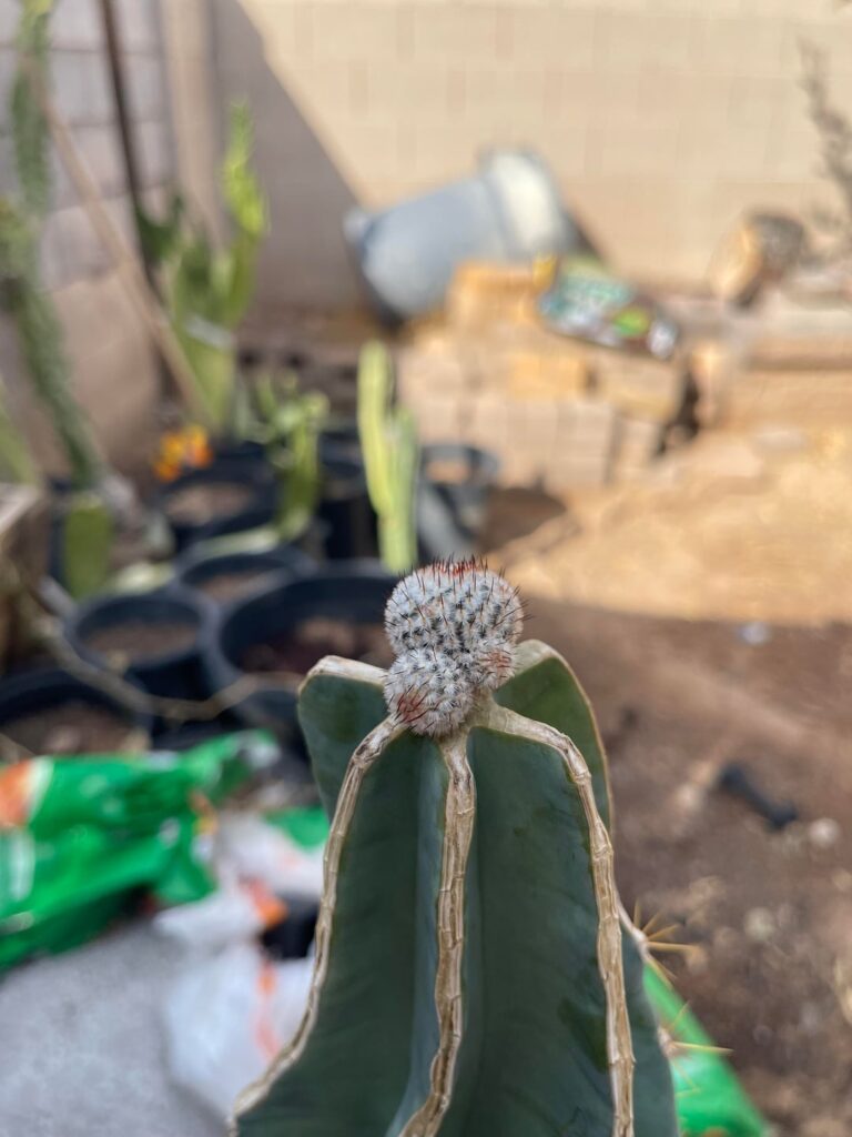 M.perezdelarosae sub. Andersonii. 1 year transformation on graft. M.perezdelarosae sub. Andersonii. 1 year transformation on graft.
