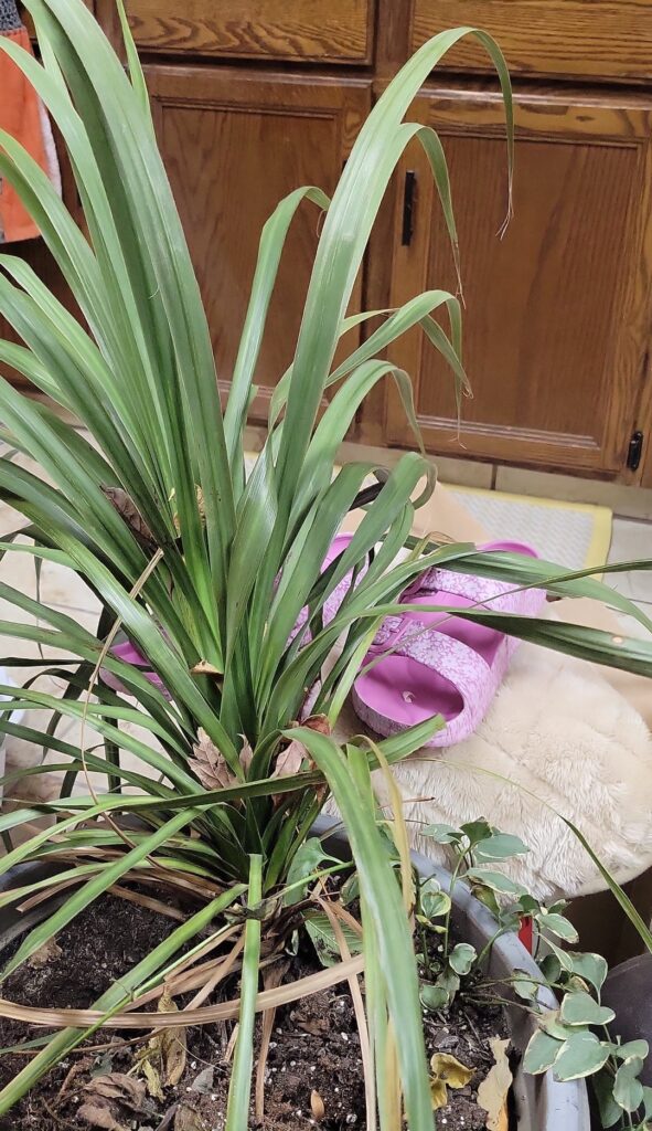 What to do with bringing large cabbage tree inside for winter? Can I trim it?