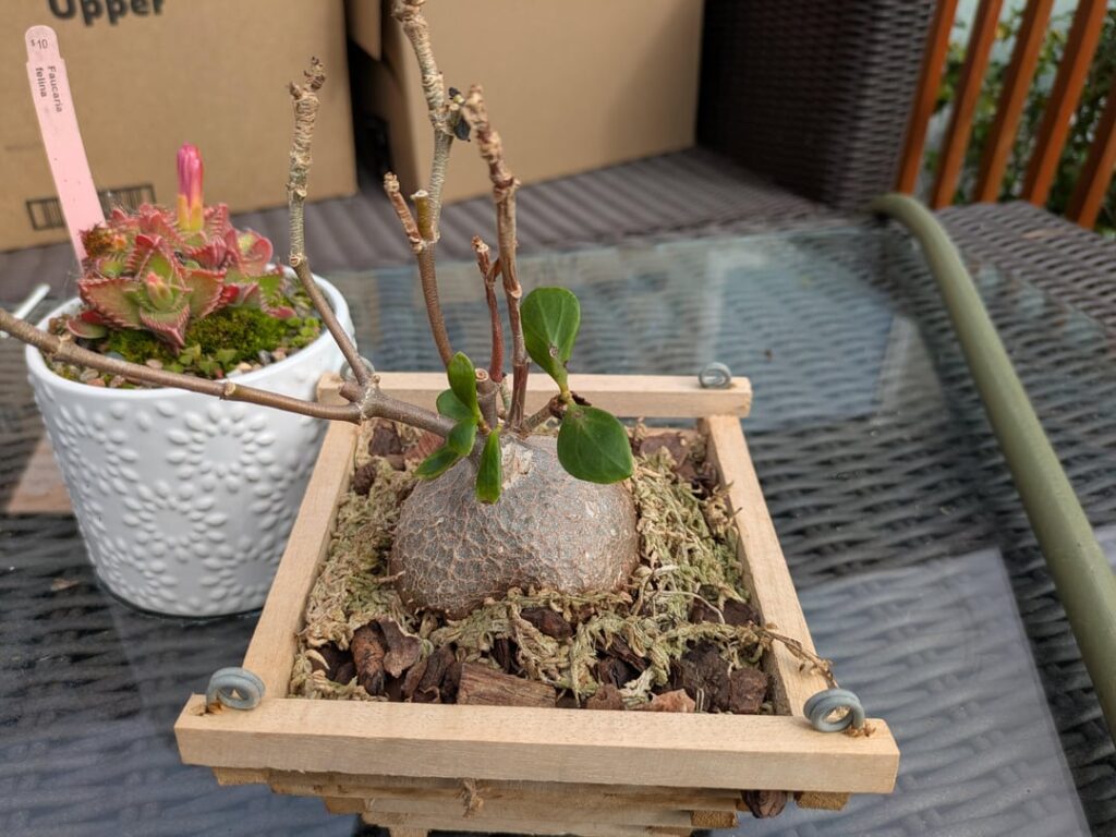 Is it unusual for this fockea to be planted in an open container with orchid bark and moss?